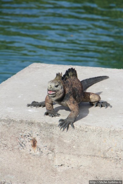 Галапагосы. Увертюра. Жизнь одного причала