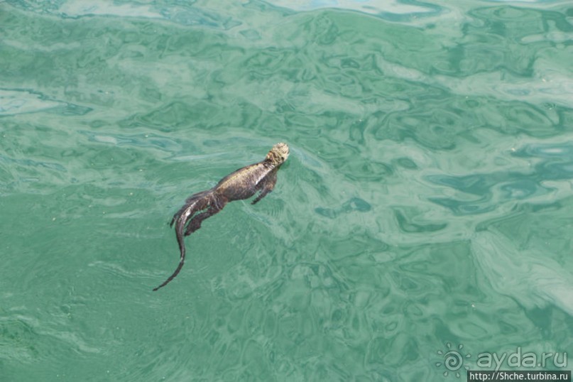 Галапагосы. Увертюра. Жизнь одного причала