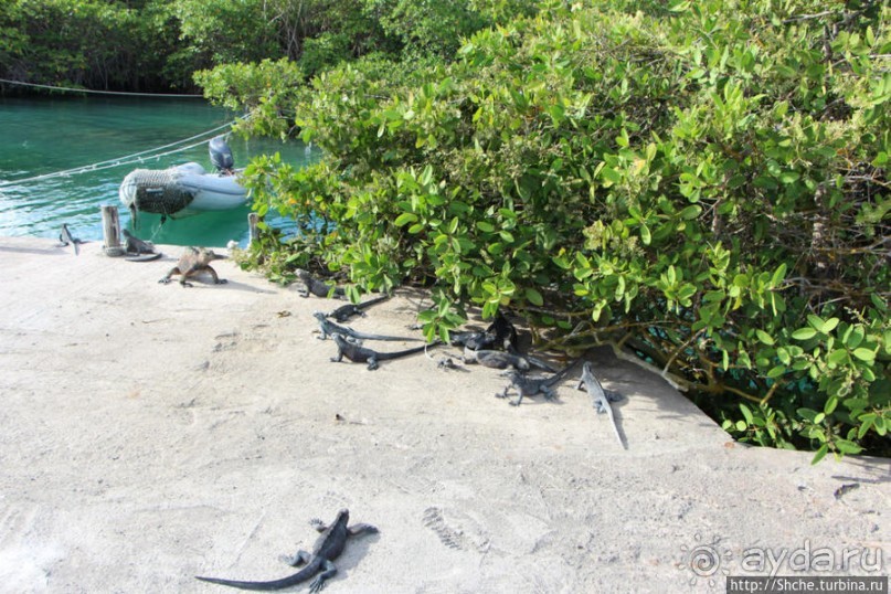 Галапагосы. Увертюра. Жизнь одного причала