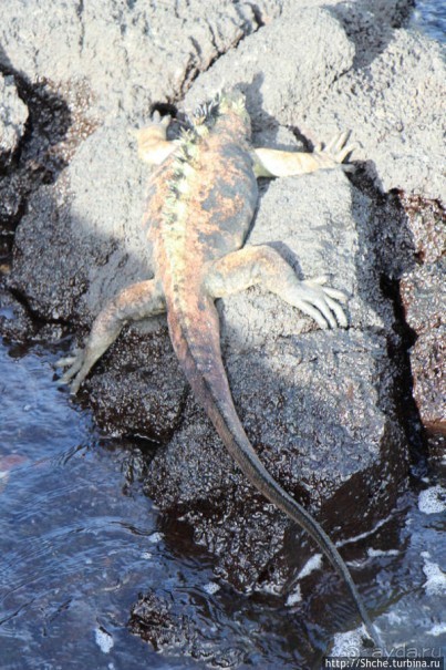 Галапагосы. Увертюра. Жизнь одного причала