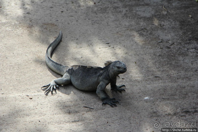 Галапагосы. Увертюра. Жизнь одного причала