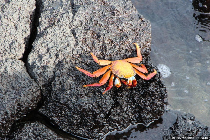 Галапагосы. Увертюра. Жизнь одного причала