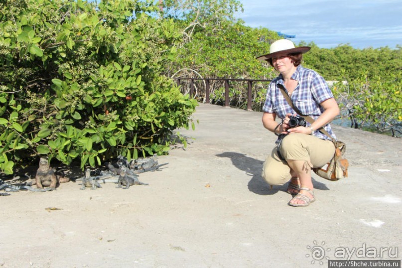 Галапагосы. Увертюра. Жизнь одного причала