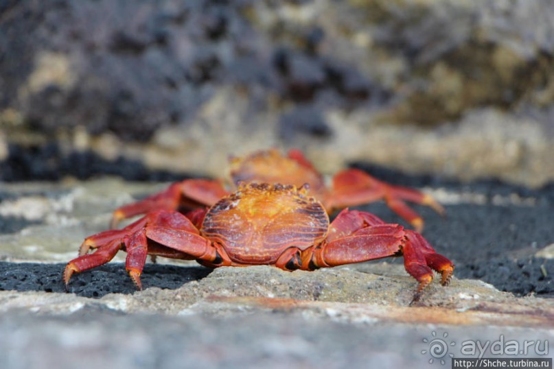 Галапагосы. Увертюра. Жизнь одного причала