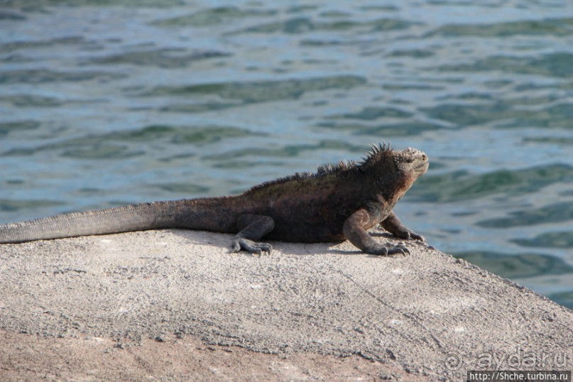 Галапагосы. Увертюра. Жизнь одного причала
