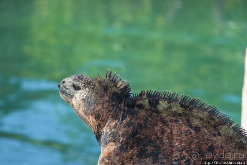 Галапагосы. Увертюра. Жизнь одного причала