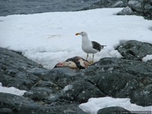 Pleneau island — в снегу смешались птицы, люди...