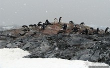 Pleneau island — в снегу смешались птицы, люди...