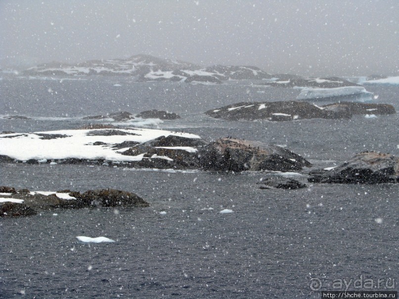 Pleneau island — в снегу смешались птицы, люди...