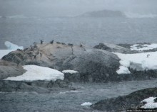 Pleneau island — в снегу смешались птицы, люди...