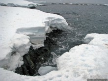 Pleneau island — в снегу смешались птицы, люди...