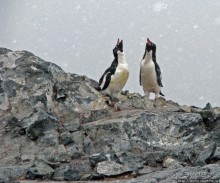 Pleneau island — в снегу смешались птицы, люди...