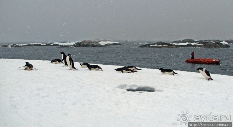 Pleneau island — в снегу смешались птицы, люди...