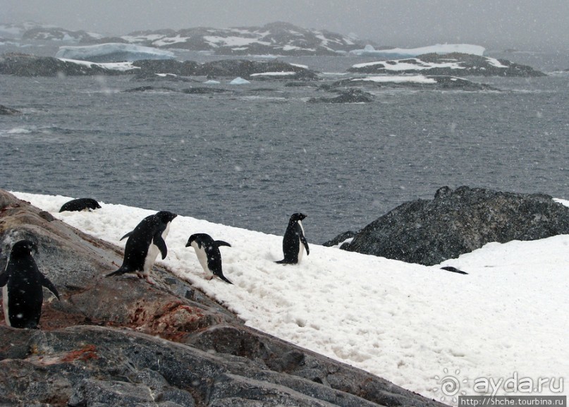 Pleneau island — в снегу смешались птицы, люди...