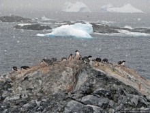 Pleneau island — в снегу смешались птицы, люди...