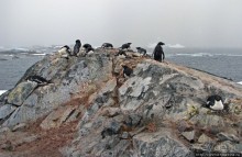 Pleneau island — в снегу смешались птицы, люди...