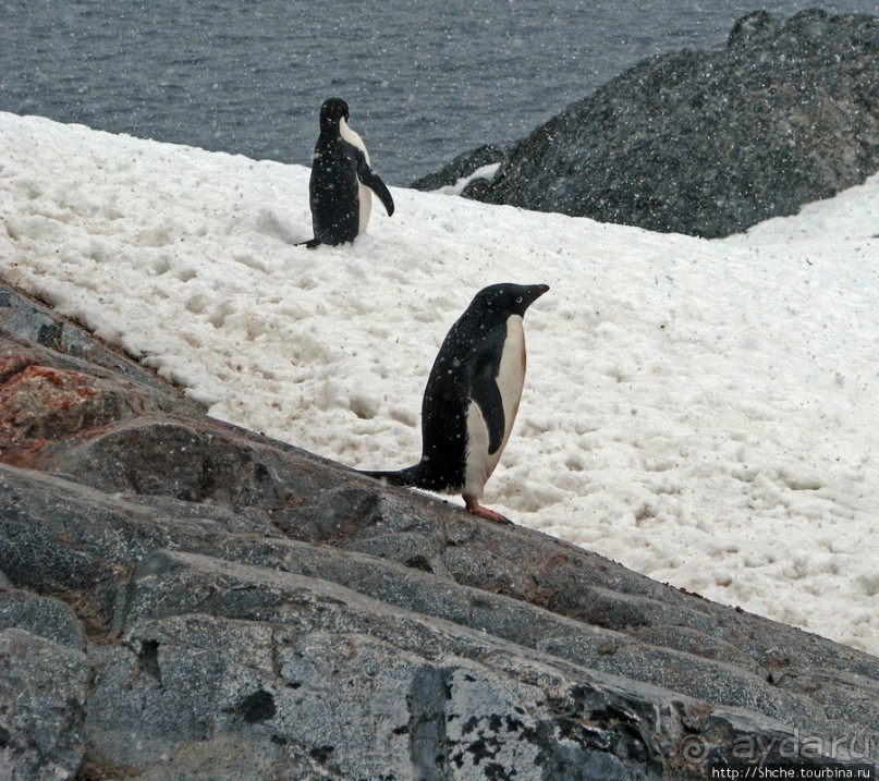 Pleneau island — в снегу смешались птицы, люди...