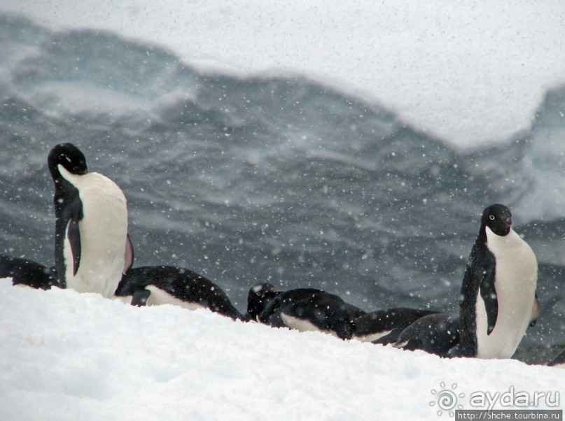 Pleneau island — в снегу смешались птицы, люди...