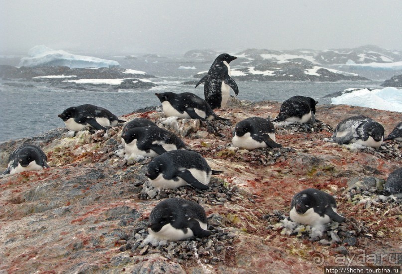 Pleneau island — в снегу смешались птицы, люди...