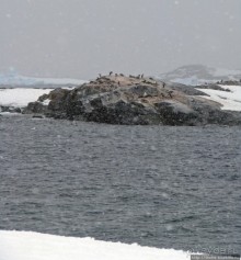 Pleneau island — в снегу смешались птицы, люди...
