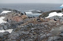 Pleneau island — в снегу смешались птицы, люди...