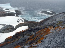 Pleneau island — в снегу смешались птицы, люди...