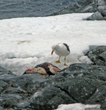 Pleneau island — в снегу смешались птицы, люди...