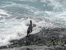 Pleneau island — в снегу смешались птицы, люди...