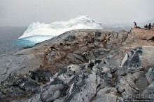 Pleneau island — в снегу смешались птицы, люди...
