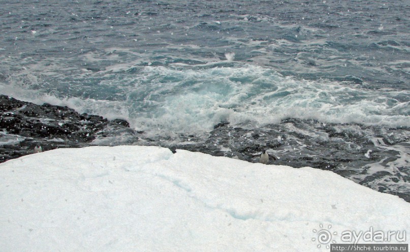 Pleneau island — в снегу смешались птицы, люди...