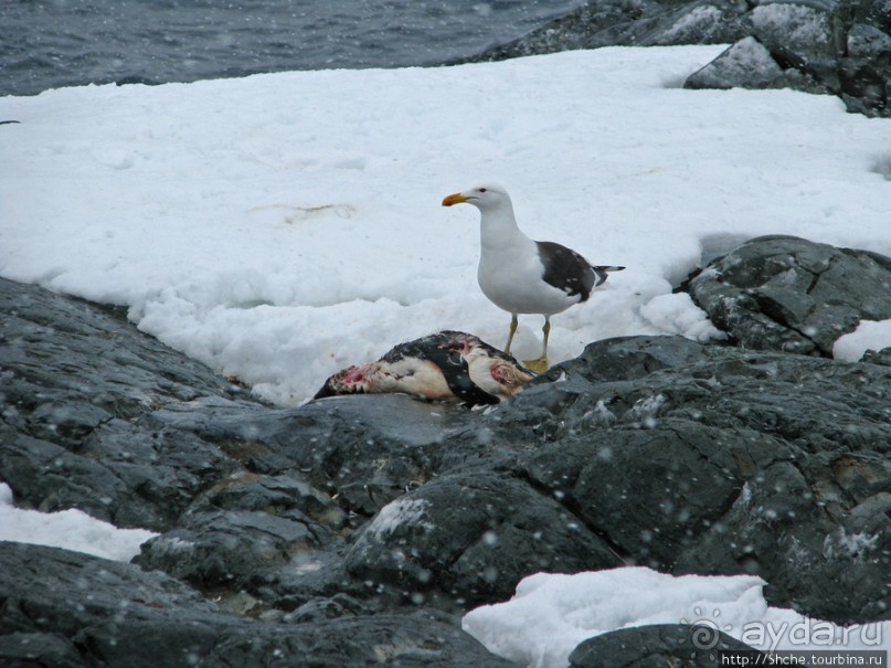 Pleneau island — в снегу смешались птицы, люди...