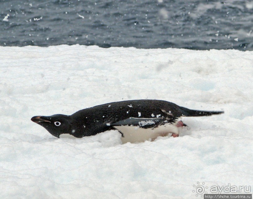 Pleneau island — в снегу смешались птицы, люди...
