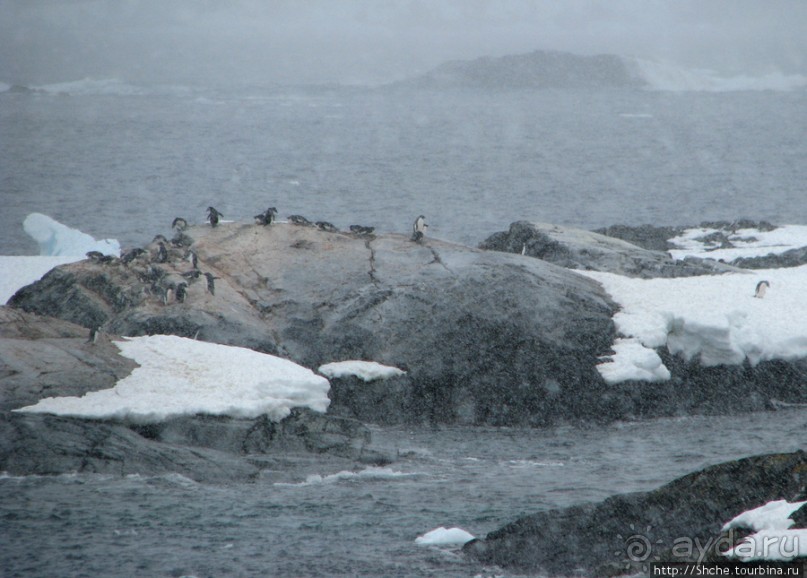 Pleneau island — в снегу смешались птицы, люди...