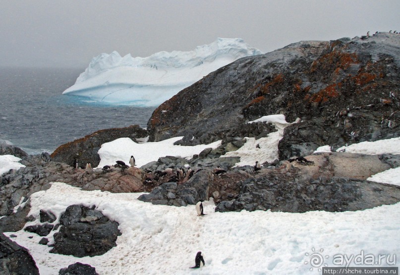 Pleneau island — в снегу смешались птицы, люди...