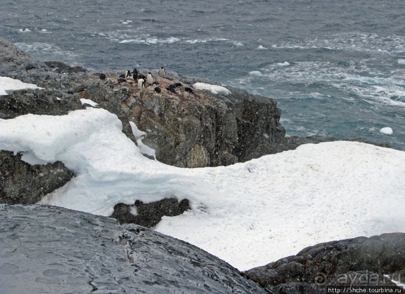 Pleneau island — в снегу смешались птицы, люди...