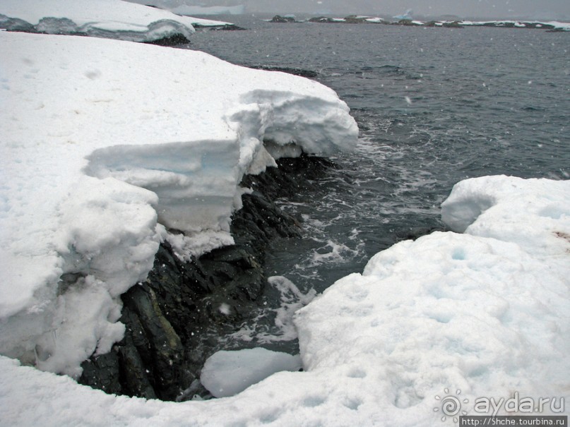 Pleneau island — в снегу смешались птицы, люди...
