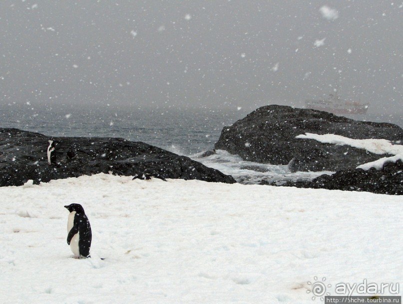 Pleneau island — в снегу смешались птицы, люди...