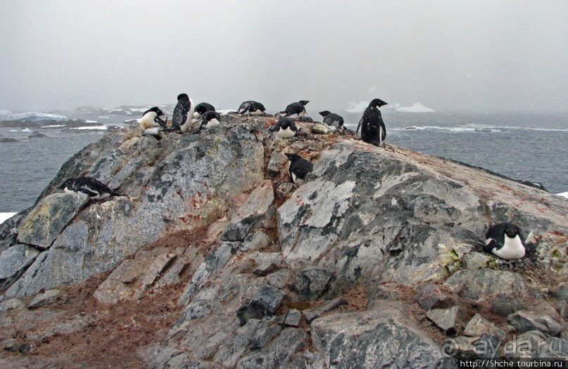 Pleneau island — в снегу смешались птицы, люди...