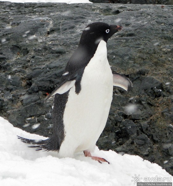 Pleneau island — в снегу смешались птицы, люди...