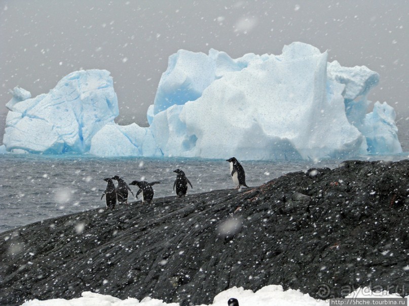 Pleneau island — в снегу смешались птицы, люди...