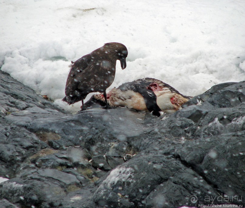 Pleneau island — в снегу смешались птицы, люди...