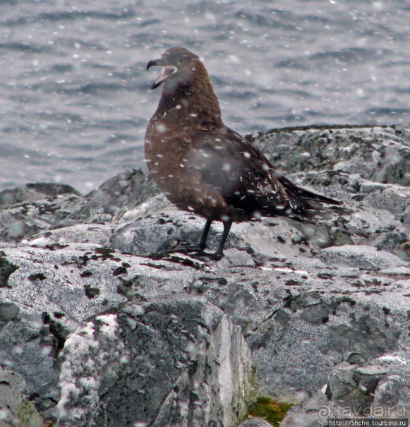 Pleneau island — в снегу смешались птицы, люди...