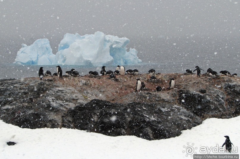 Pleneau island — в снегу смешались птицы, люди...