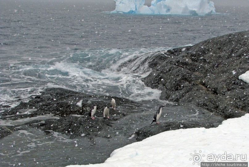 Pleneau island — в снегу смешались птицы, люди...