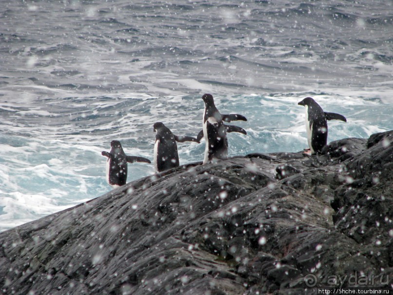 Pleneau island — в снегу смешались птицы, люди...