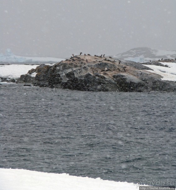 Pleneau island — в снегу смешались птицы, люди...