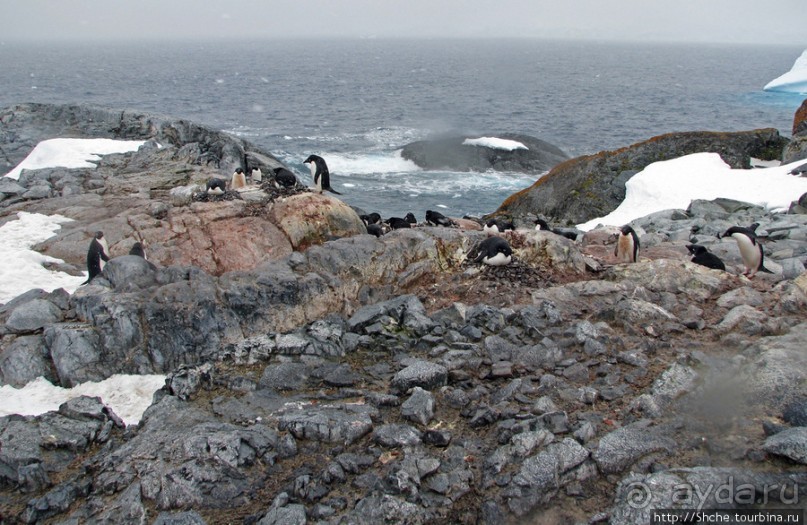 Pleneau island — в снегу смешались птицы, люди...