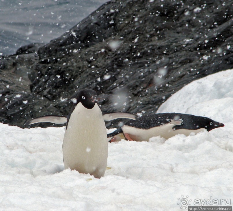 Pleneau island — в снегу смешались птицы, люди...