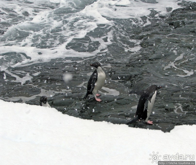 Pleneau island — в снегу смешались птицы, люди...