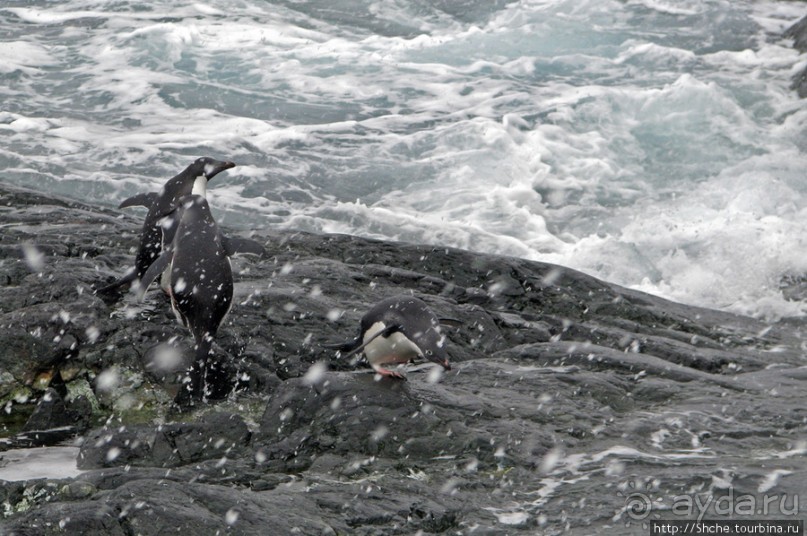 Pleneau island — в снегу смешались птицы, люди...